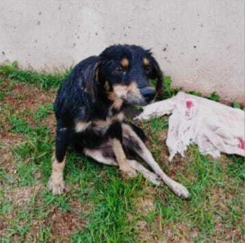 Cadela é atropelada e abandonada com as patas quebradas bairro Noroeste, em Campo Grande. MS