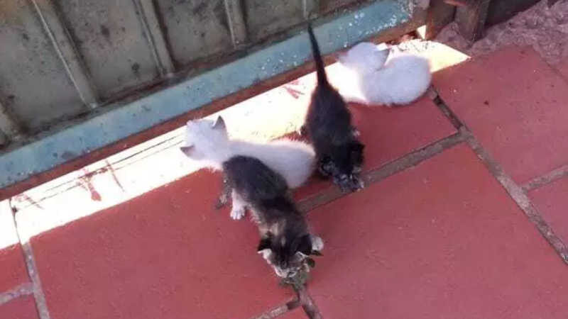 Jovens abandonam filhotes de gatos em portão no bairro Tijuca