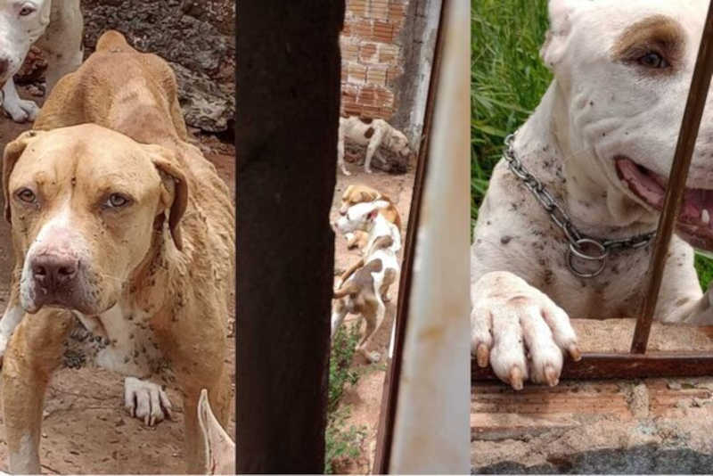 Polícia encontra três cães desnutridos e cheios de carrapatos no Marcos Roberto, em Campo Grande, MS