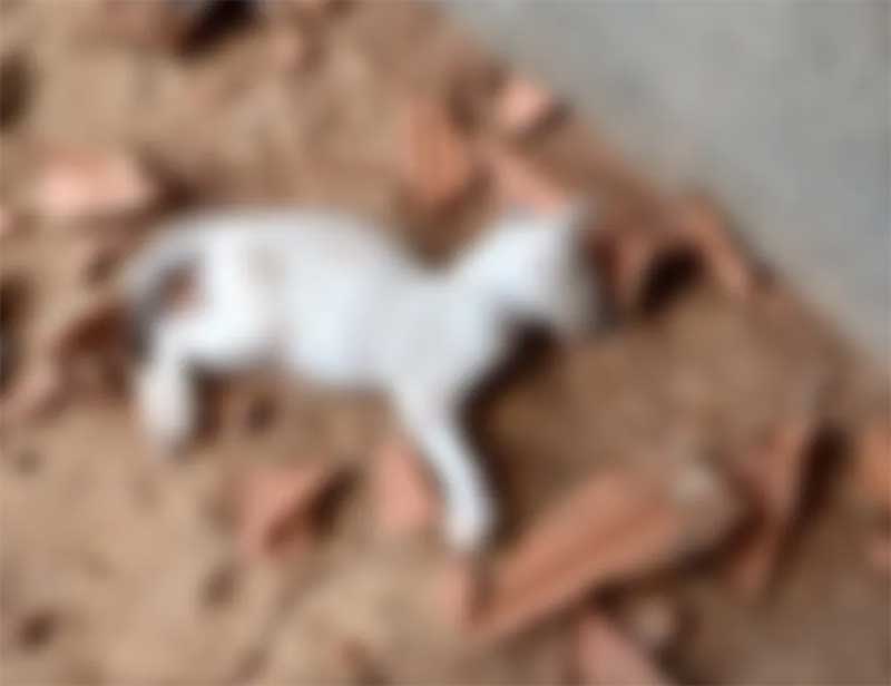 Advogados pedem à Justiça prisão preventiva de mulher suspeita de matar gato de vizinha a tijoladas em MS