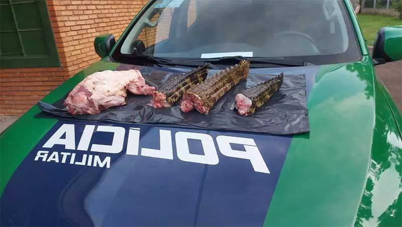 Carne de quati e dos três jacarés apreendidos com os caçadores (Foto: Divulgação)