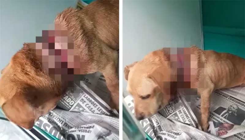 Polícia encontra e indicia homem que abandonou cadela amarrada com corda que quase a degolou em Costa Rica, MS