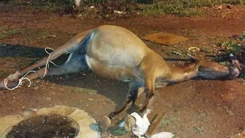 Égua prenha é sacrificada em rua de Dourados (MS) e gera revolta em protetores de animais