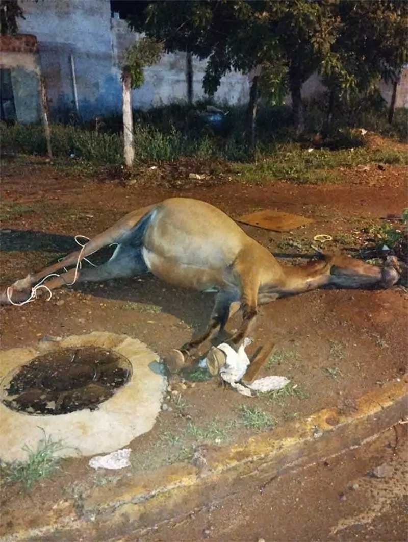 Égua prenha é sacrificada em rua de Dourados (MS) e gera revolta em protetores de animais