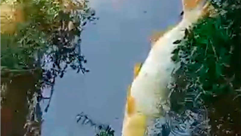 Dourado morto às margens do rio Miranda - Reprodução/Vídeo