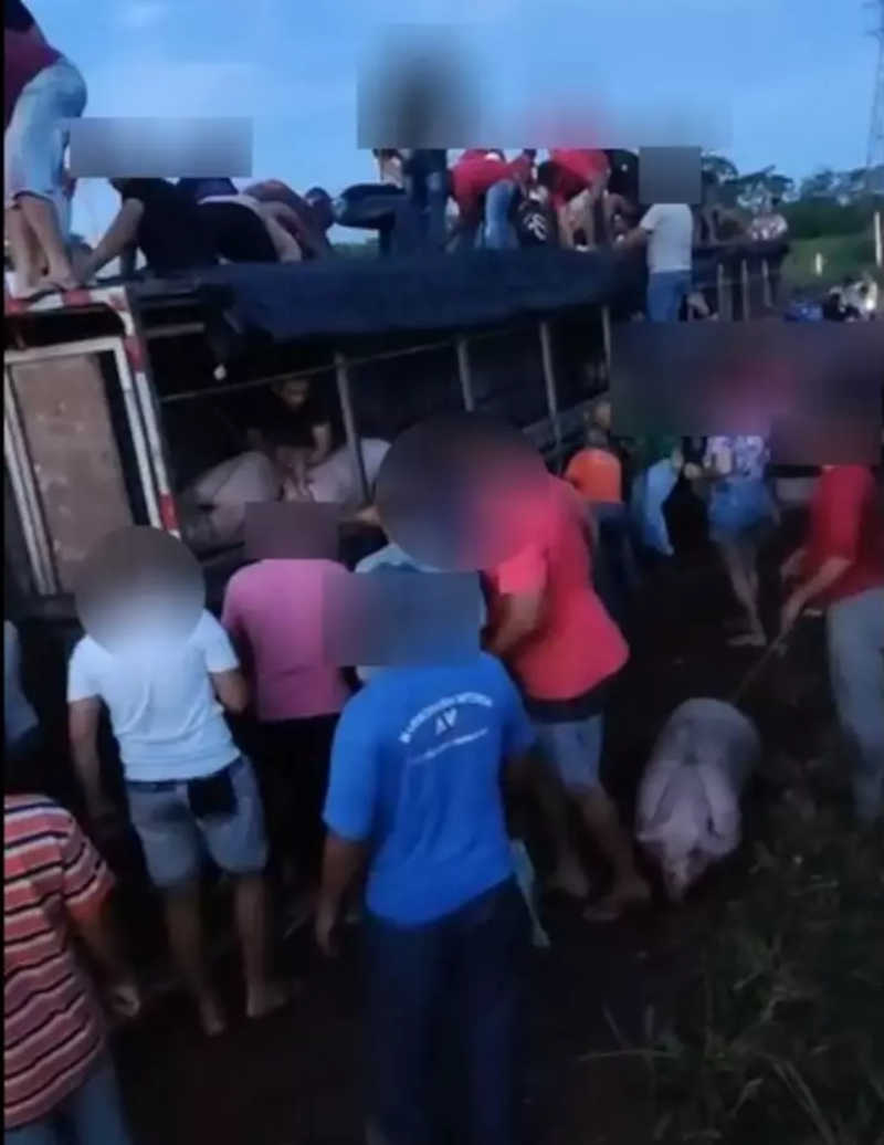 Caminhão carregado com porcos tomba na BR-262 e populares sequestram animais