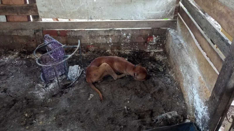 Três cachorros são resgatados de maus-tratos em Cuiabá e Várzea Grande, MT