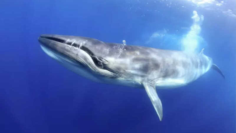 Baleias e golfinhos são considerados os 'grandes filtradores marinhos'. Foto: Ansa / Ansa - Brasil