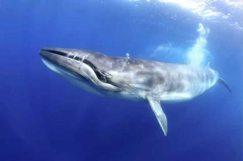 Ação de cientistas italianos sobre microplásticos busca ajudar cetáceos no México