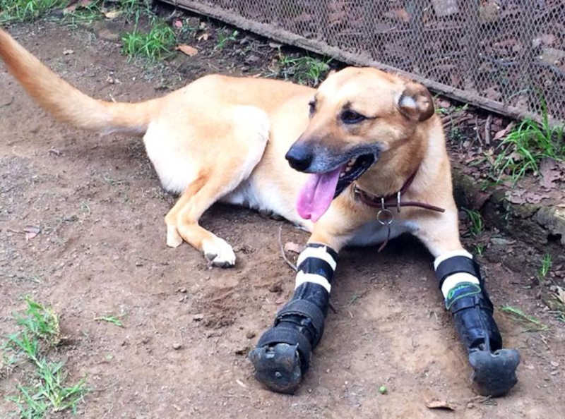 Este cão teve duas patas cortadas por traficantes. Mas reaprendeu a viver