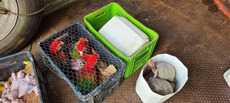 Animais a varejo: no Pará, homem é flagrado com dezenas de animais silvestres prontos para venda ilegal