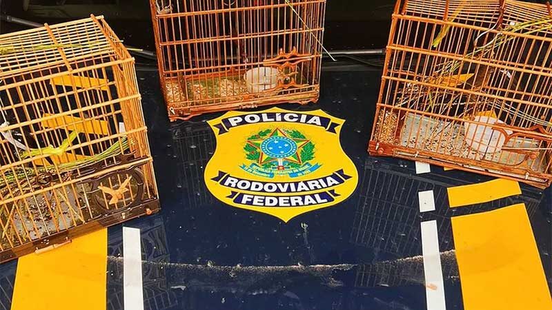 Aves silvestres são resgatadas em Capanema, no Pará