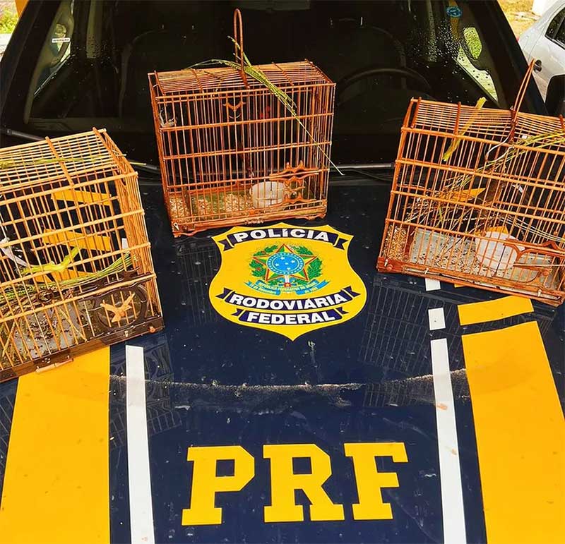 Aves silvestres são resgatadas em Capanema, no Pará
