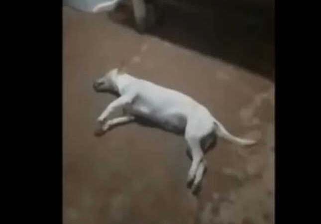 Imagens da cadela agonizando após ser vítima do crime circulam pelas redes sociais. — Foto: Reprodução / Redes sociais