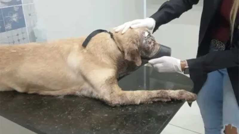 Cachorro que teria sido alvejado com tiro no olho é resgatado por ONG, em Mangabeira, PB
