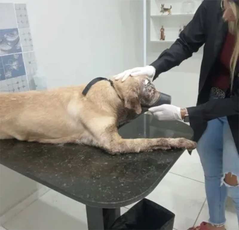 Cachorro que teria sido alvejado com tiro no olho é resgatado por ONG, em Mangabeira, PB