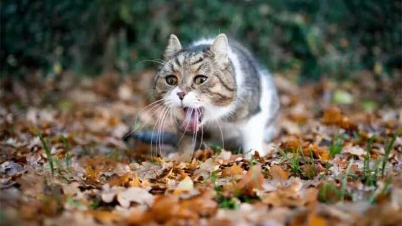 Envenenamento de gatos surpreende e provoca reação em Serra Talhada, PE