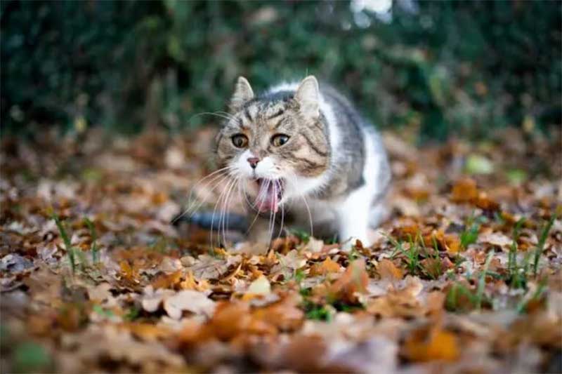 Envenenamento de gatos surpreende e provoca reação em Serra Talhada, PE