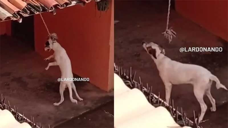 Vídeo flagra cadela sofrendo maus-tratos e dono é preso em Teresina, PI