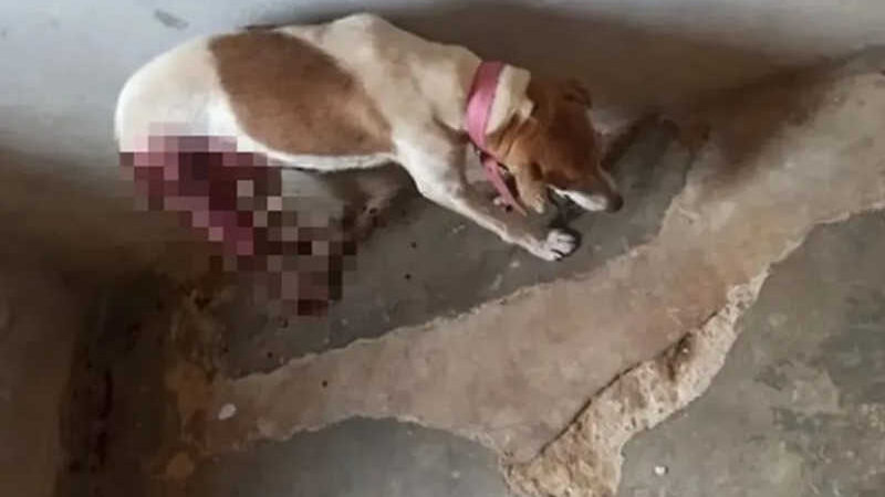Cadela morre após ser esfaqueada por dono de frigorífico, denuncia protetora; Polícia vai investigar caso — Foto: Reprodução/ Adelana Fernandes