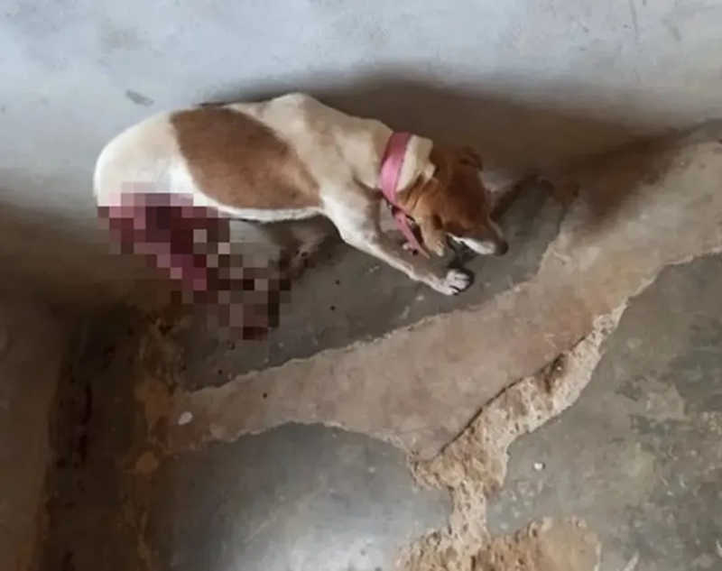 Cadela morre após ser esfaqueada em Teresina; dono de frigorífico é apontado como suspeito