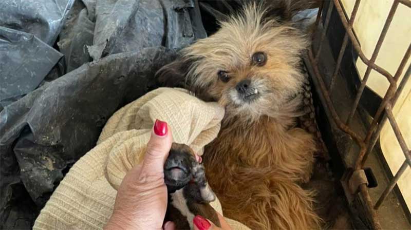 Associação denuncia caso de cadela atropelada após ter os seus bebés; fotos