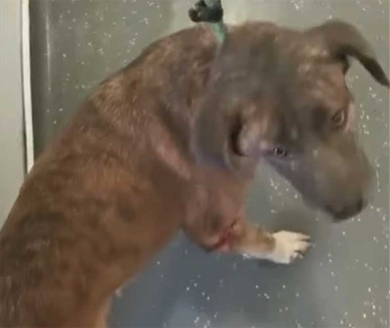 Portugal: cadela fica gravemente ferida devido a agressões. Animal foi salvo