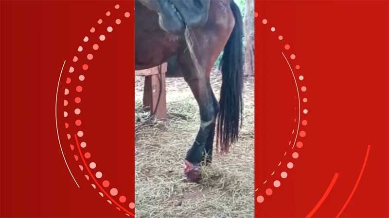 Cavalo foi registrado com ferimento na pata — Foto: Reprodução/RPC