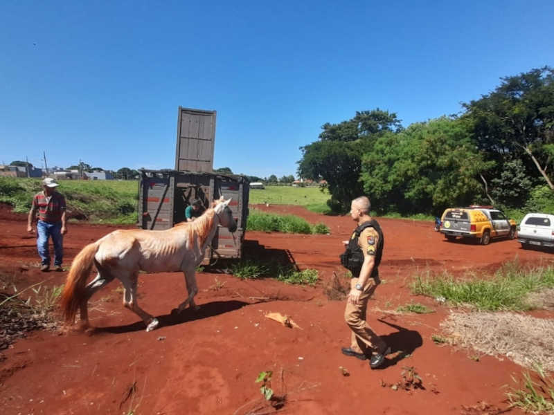 Égua é resgatada pela PM após denúncias de maus-tratos, em Campina da Lagoa, PR