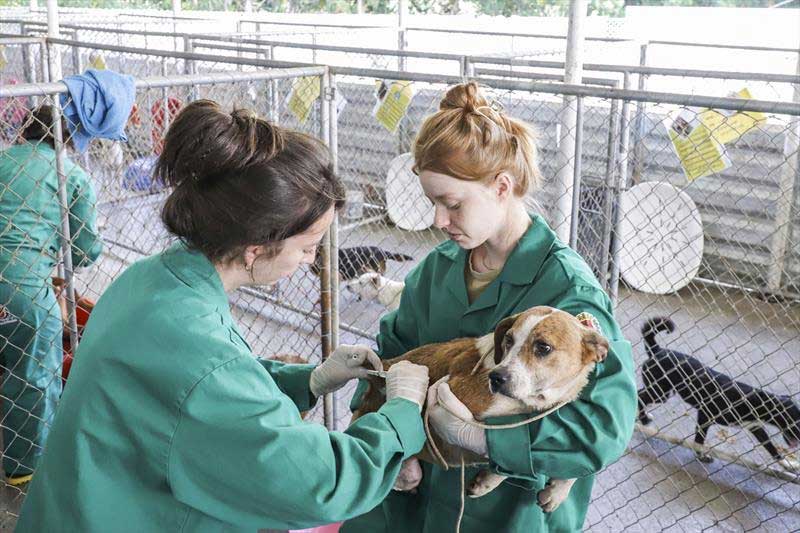 Cães resgatados em situação de maus-tratos em Curitiba (PR) passam por exames clínicos