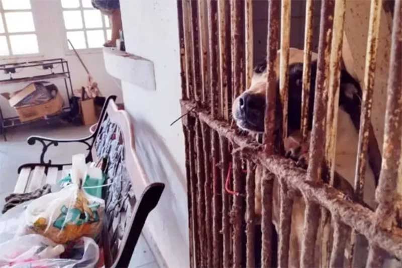 Justiça aceita ação contra suspeita de maus-tratos a cerca de 300 cães em Curitiba, PR