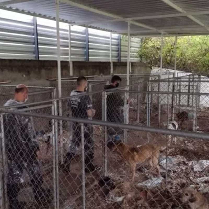 Polícia Civil do Paraná deflagrou operação para resgatar centenas de cães em Curitiba. Imagem: PCPR/Divulgação.