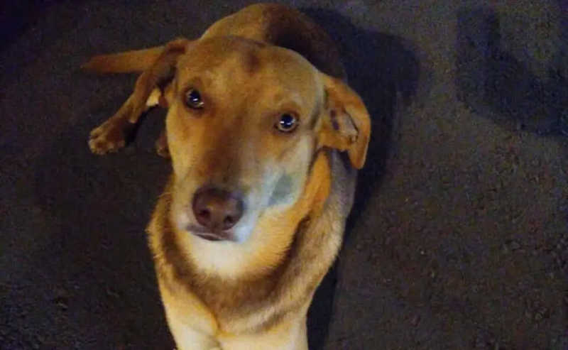 Curitiba: homem que matou cachorro do terminal do Boqueirão é preso; vídeo