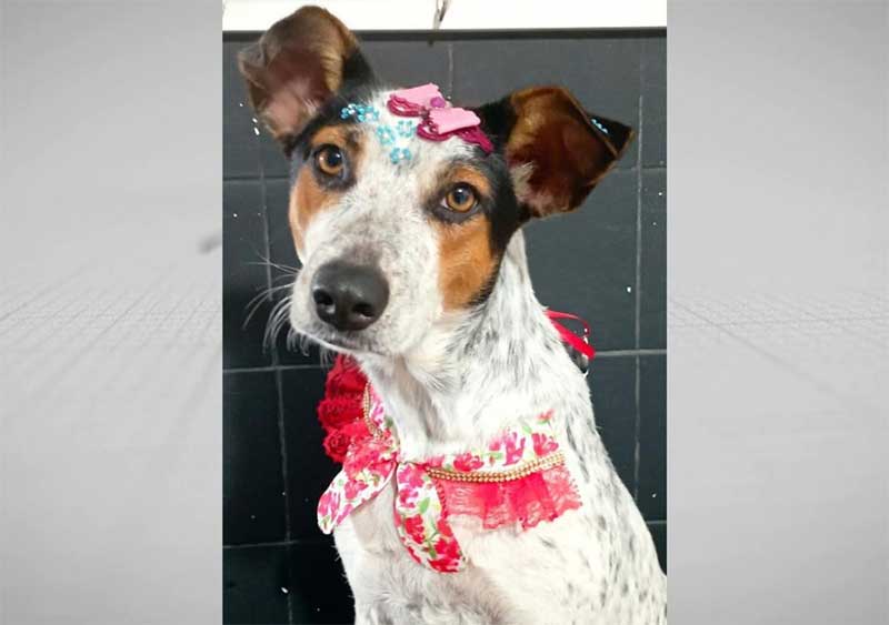 Cadela que foi vítima de zoofilia em Icaraíma (PR) é adotada por família umuaramense