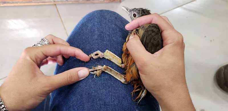 Londrina: 114 pássaros, vítimas de maus-tratos, são levados para Hospital Veterinário