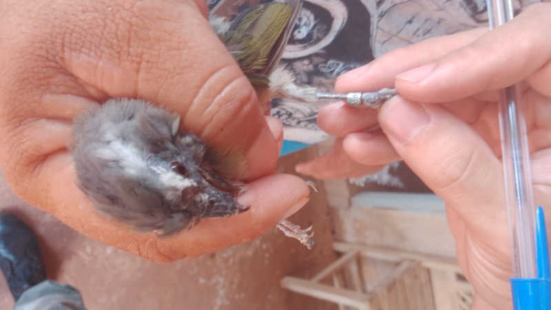 Homem é multado em R$ 5 mil por manter 10 aves silvestres em cativeiro em Planaltina do Paraná
