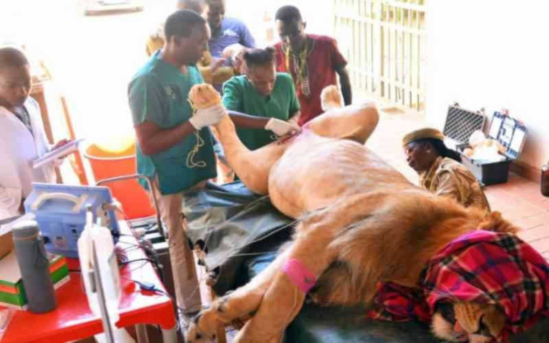 Esterilização de leão em cativeiro provoca polêmica no Quênia; espécie está ameaçada