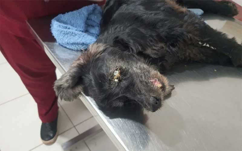 Cadela é resgatada de maus-tratos em Cabo Frio, RJ