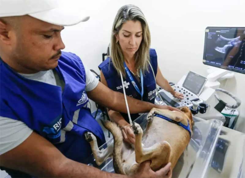 Alerj quer urgência para votar projeto de hospitais públicos veterinários