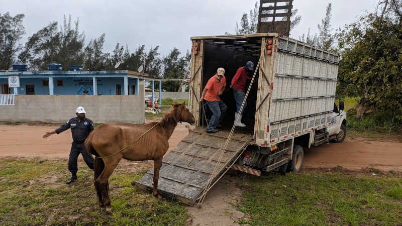 Cabo Frio, RJ, cria canal de denúncia para resgate de animais de grande porte