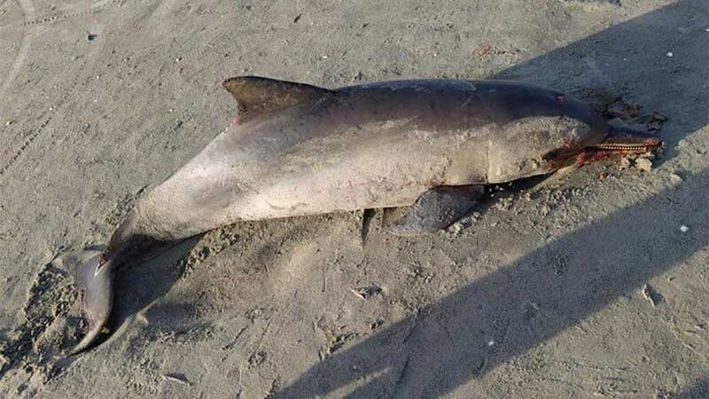 Golfinho é encontrado morto encalhado em praia de Grossos, RN; VÍDEO