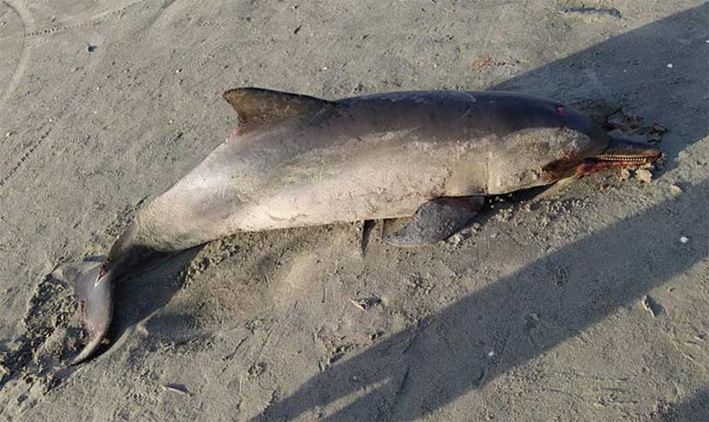 Golfinho é encontrado morto encalhado em praia de Grossos, RN; VÍDEO