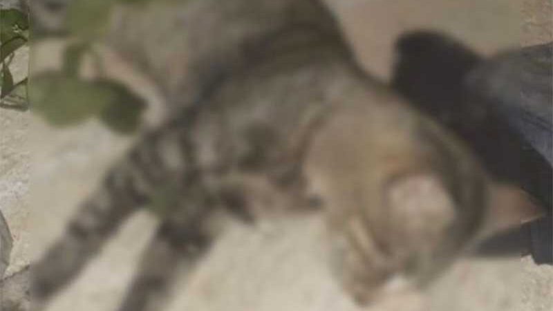 Gato não sobrevive após episódio de envenenamento em Macaíba, RN