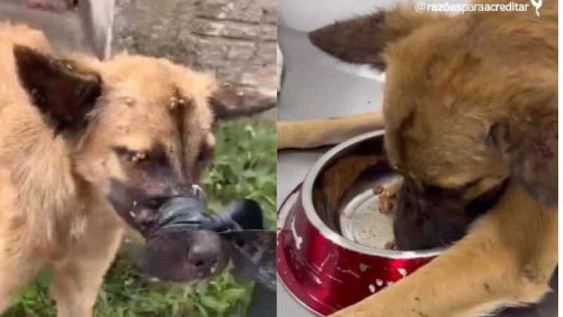 Cachorra é abandonada com borracha amarrada na boca em Roraima