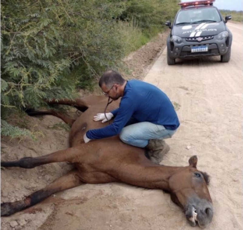Cavalo com grave ferimento em uma das patas é sacrificado em Camaquã, RS