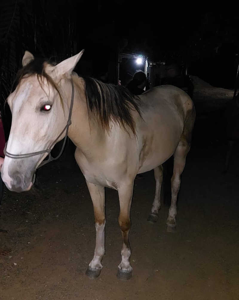 Cavalos sequestrados do Bem-Estar Animal de Canoas (RS) são resgatados na madrugada deste domingo