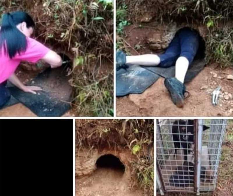 Cadela e cinco filhotes são resgatados de buraco em Nova Prata, RS
