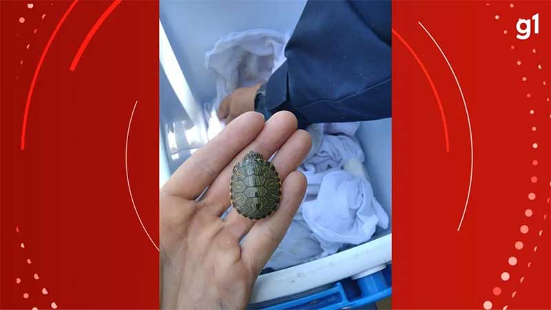 PRF resgata mais de 1 mil filhotes de tartaruga durante fiscalização em Torres, RS