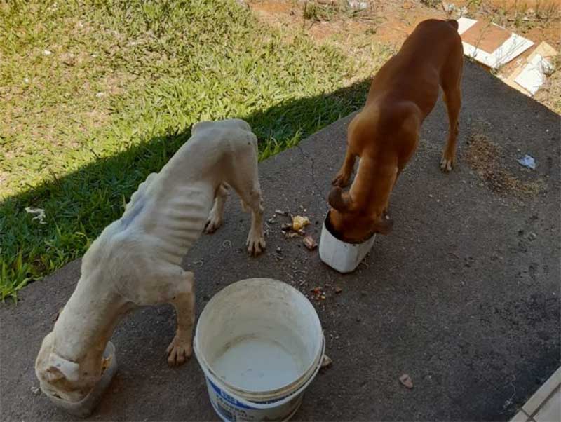 Brigada Militar flagra maus-tratos contra dois cães em Vespasiano Corrêa, RS