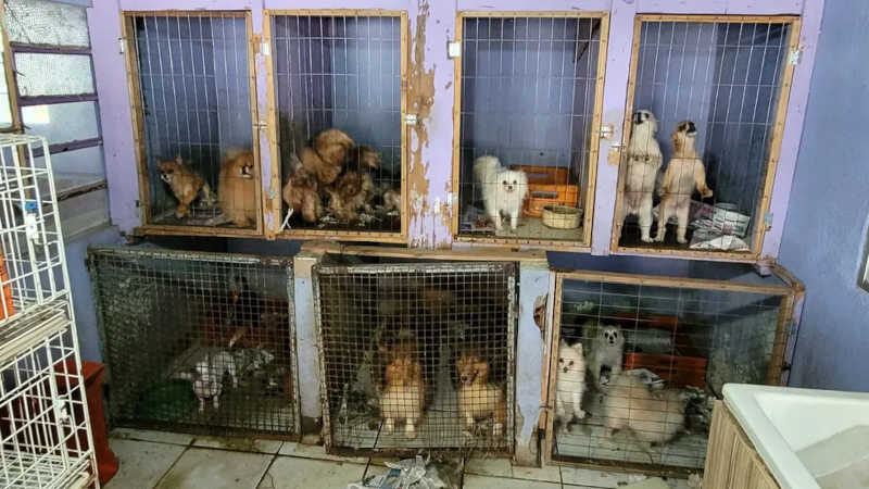 Animais eram mantidos em gaiolas e em condições péssimas de higiene — Foto: Brigada Militar/Divulgação